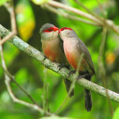 Sangkar Bambu: Jantung Hobi Burung di Jantung Cilacap